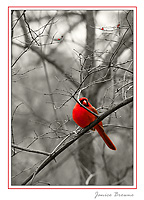 Cardinal and berries