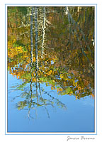Pond Reflection