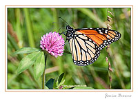 Migrating Monarch on Clover