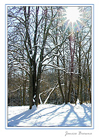 Winter Sunny Afternoon