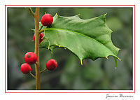 American Holly