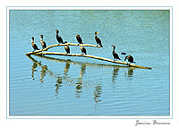 Cormorants in the Anacostia