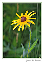 Black Eyed Susan
