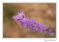 Blazing Star