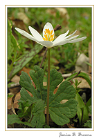Bloodroot