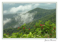 Mountain with Wildflowers