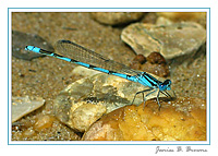 Bluet Damselfly
