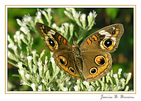 Buckeye on Boneset