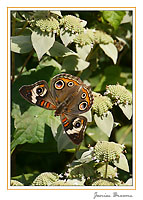 Buckeye on Mint