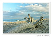 Nauset Marsh from Fort Hill