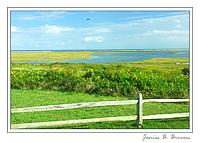 Nauset Marsh from Fort Hill