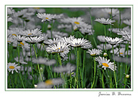 Daisies