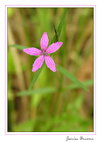Deptford Pink