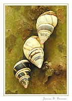 Florida Tree Snails
