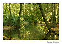 Evergreen Reflections