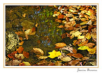 Mountain Creek (Digital Art)