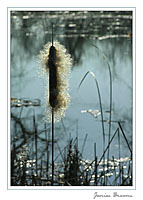 Cattail Seed Dispersal