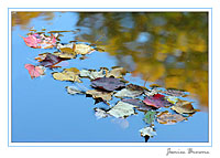 Leaves in & on Pond