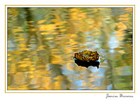 Autumn Leaf Boat