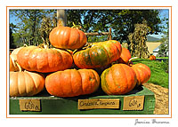 Pumpkin Market