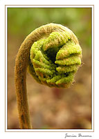 Fern Fiddlehead