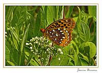 Fritillary on Dogbane