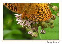 Fritillary on Milkweed