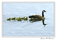 Canada Goose Family