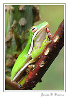 Green Tree Frog