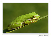 Green Tree Frog