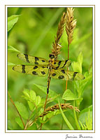 Halloween Pennant
