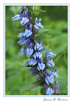 Great Blue Lobelia