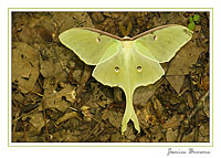 Luna Moth