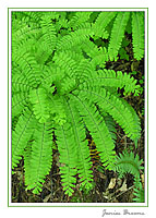 Maidenhair Fern