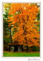 Cabin & Red Maple