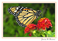 Monarch on Lantana