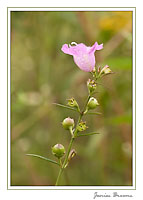Scarlet Pimpernel
