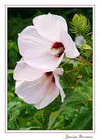 Rosemallow