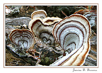 Turkey Tail Fungus