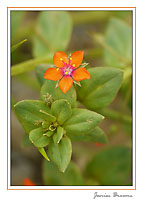 Scarlet Pimpernel