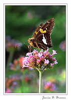 Silver-Spotted Skipper