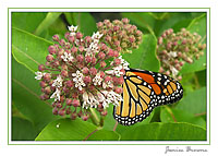Monarch on Milkweed