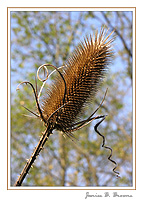 Teasel Flower Head