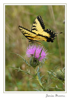 Tiger Swallowtail on Thistle