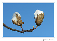 TuliptreeSnowcones