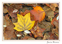 Autumn Forest Floor