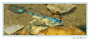 Bluet Damselfly
