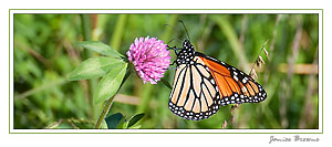 Monarch on Clover