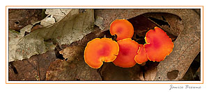 PanoCard-Orange Mushrooms